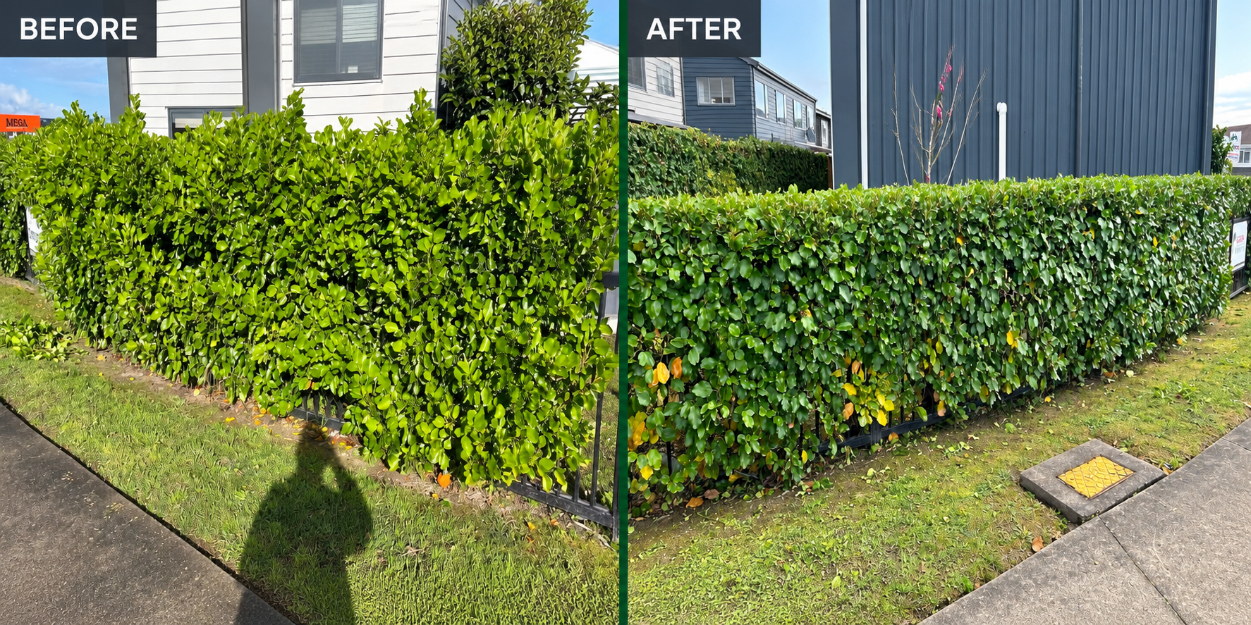 Before and after hedge trimming