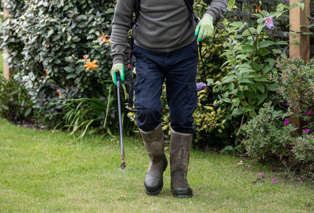 Lawn improvement & weed control